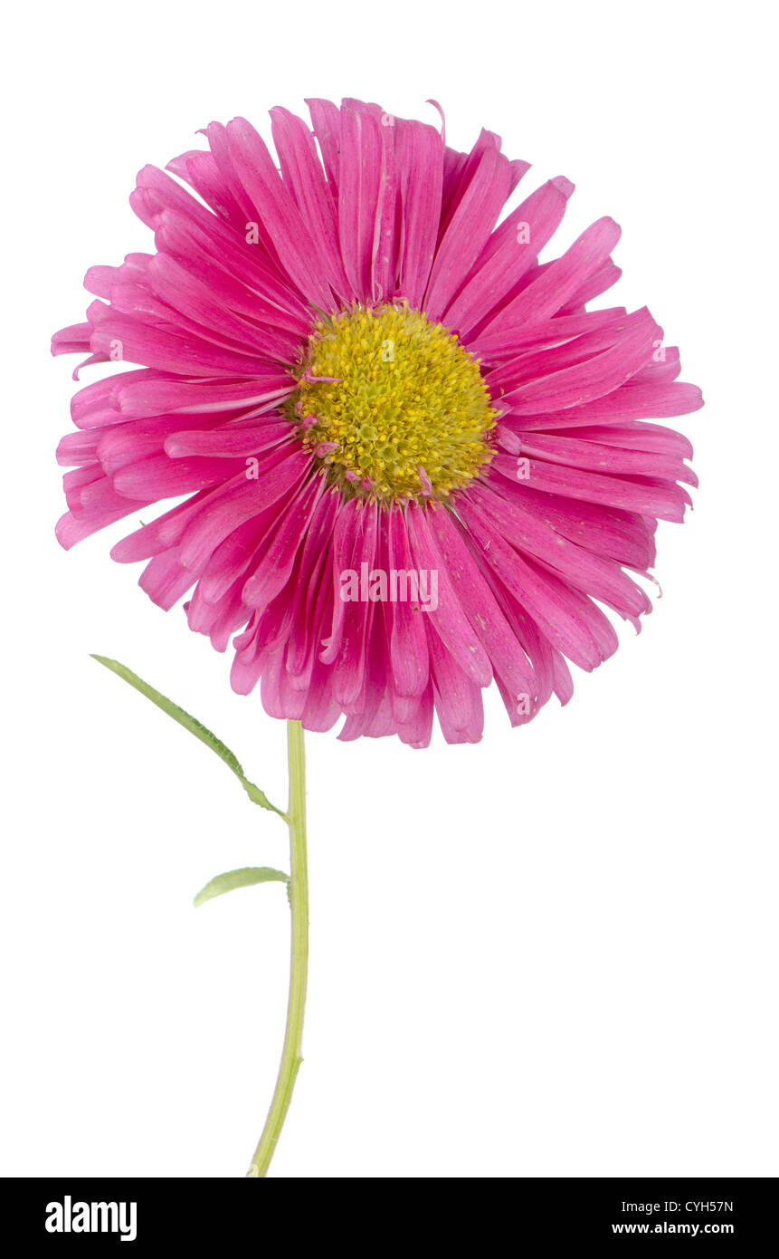 Pink daisy flower isolated on white background Stock Photo - Alamy