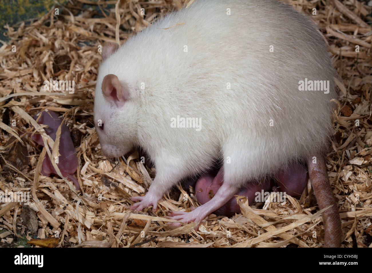 Domestic Rat (Rattus norvegicus). Adult female with day old young in nest. Raising, arching, her body to enable young to suckle Stock Photo