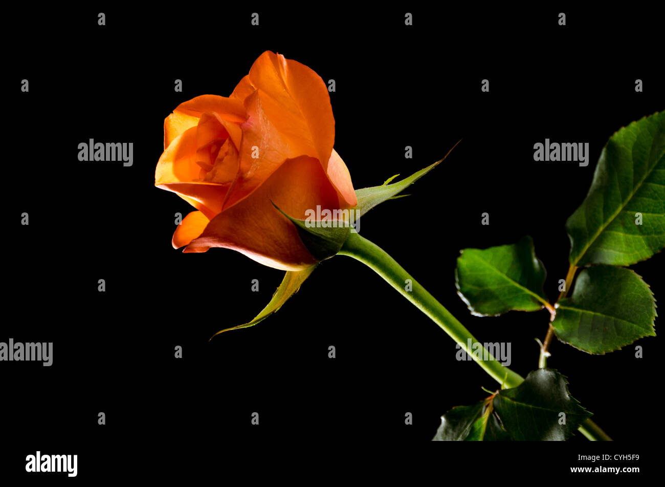 Low key rose hi-res stock photography and images - Alamy