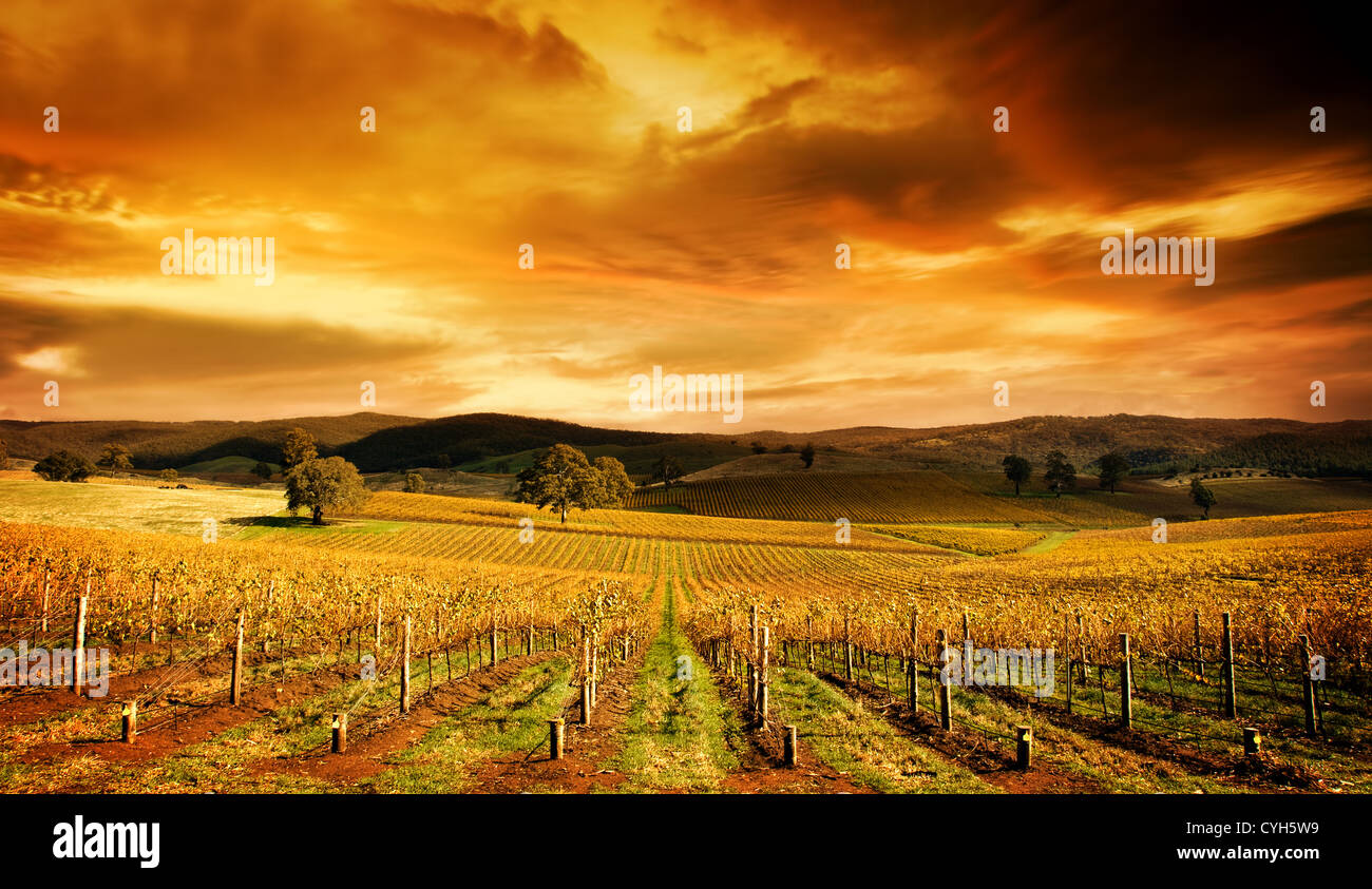 A stunning sunset over an autumn vineyard in South Australia Stock Photo