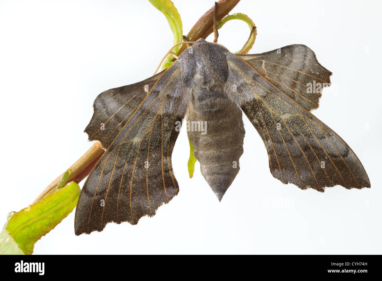 One-Eyed Sphinx moth (Smerinthus cerisyi) // Sphinx du saule (Smerinthus cerisyi) sur une branche de saule Stock Photo
