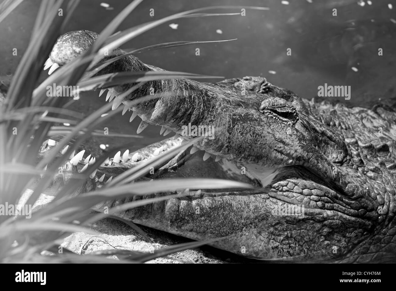 Black and white portrait of a crocodile in Costa Rica Stock Photo