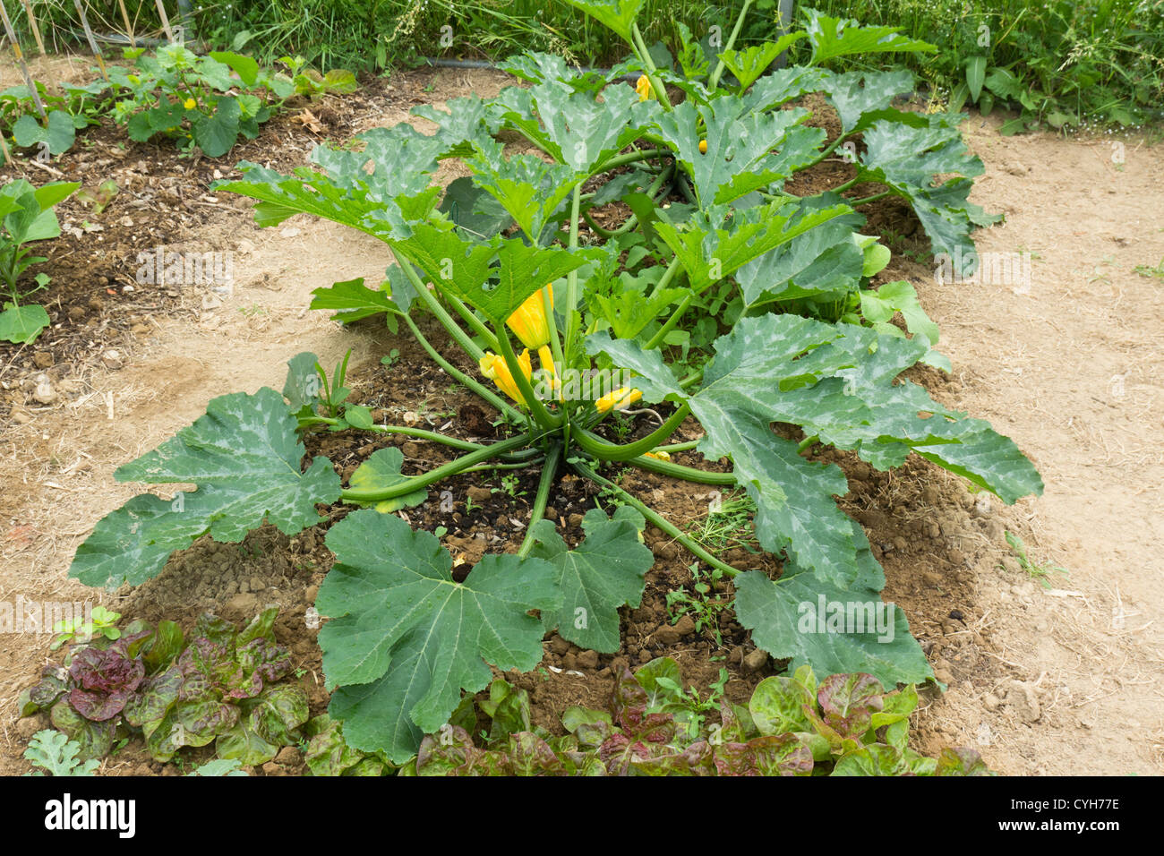 Courgette Gold Rush Stock Photo Alamy Courgette Gold Rush Stock Photo Alamy