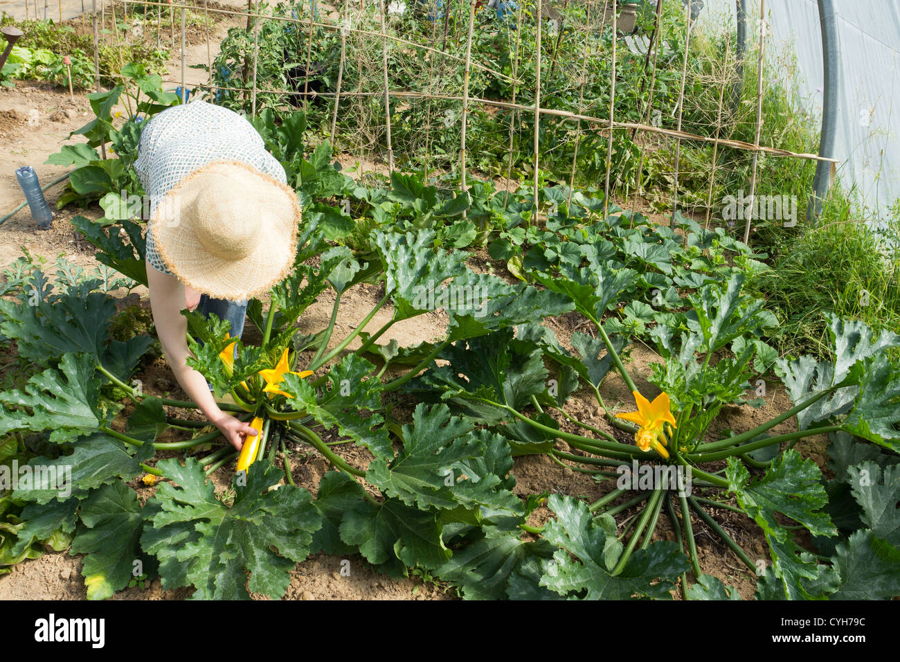Cueillette de courgettes hires stock photography and images Alamy