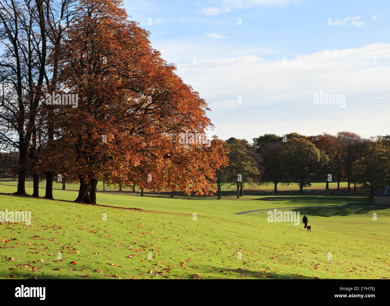 Man walking dog past trees showing autumn colours in Roundhay Park Leeds, West Yorkshire, England, UK Stock Photo