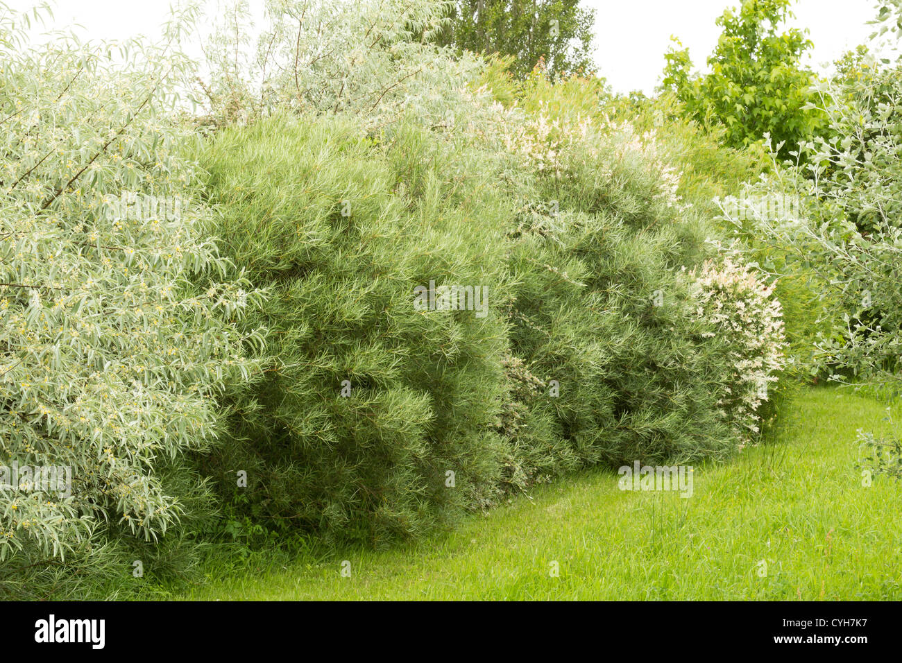 Hedge of shrubs with grey foliage with silver berry (Elaeagnus angustifolia), dappled willow, Blunt-leaved Willow Stock Photo