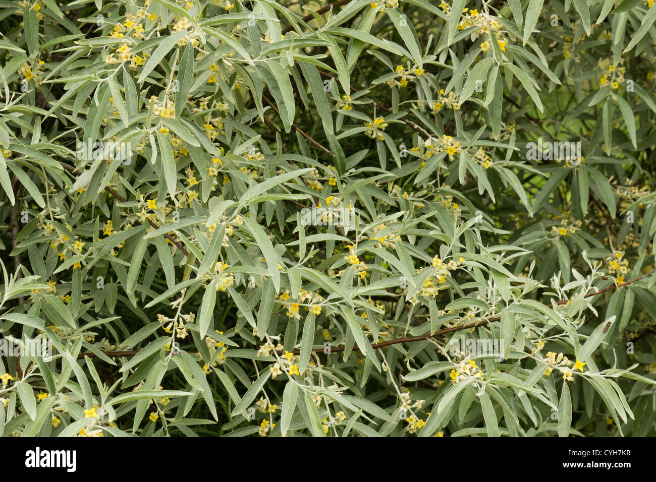 Elaeagnus angustifolia, or silver berry, oleaster, Russian olive, or wild olive in flowers // Olivier de Bohème en fleurs Stock Photo