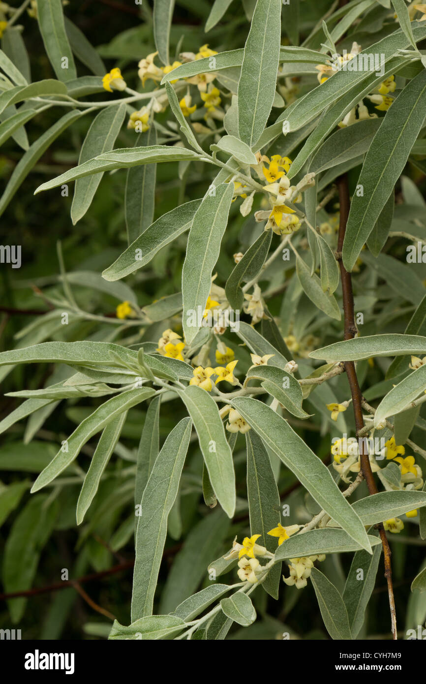 Elaeagnus angustifolia, or silver berry, oleaster, Russian olive, or wild olive in flowers // Olivier de Bohème en fleurs Stock Photo