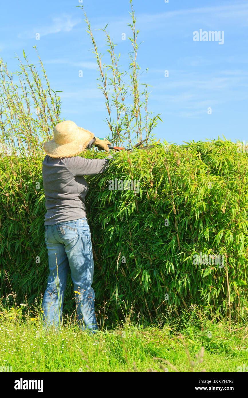 Trimming of a hedge of bamboo Fargesia by a gardener // Taille d'une haie de bambous (Fargesia) (model & property release OK) Stock Photo