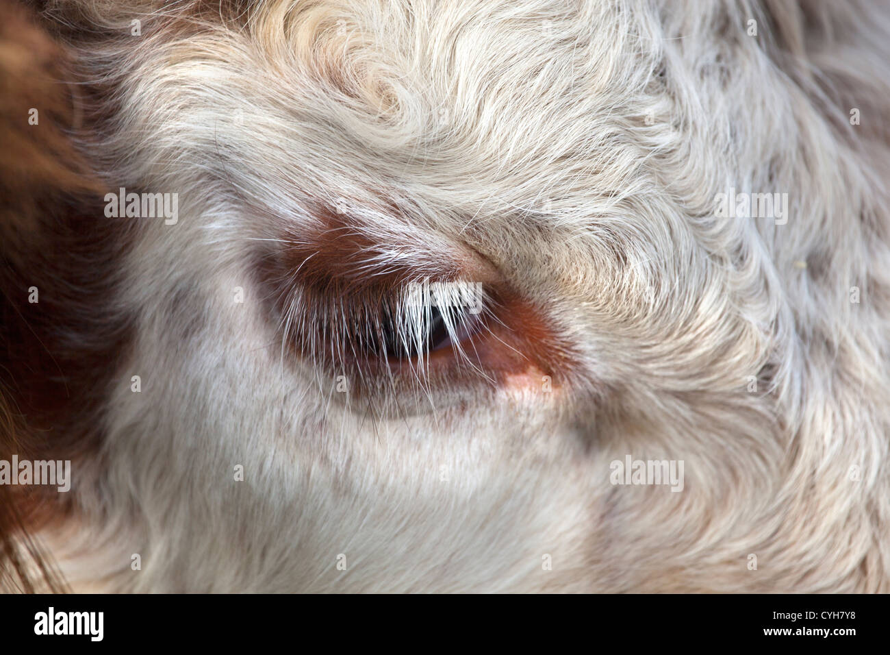 Close-up of Cows Eye Stock Photo