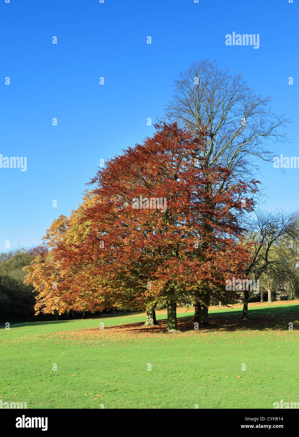 Trees showing autumn colours in Roundhay Park Leeds, West Yorkshire, England, UK Stock Photo