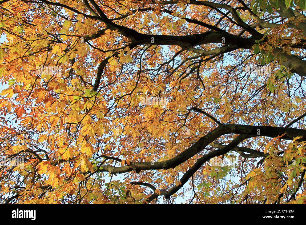 Looking up through the canopy of leaves of tree showing autumn colours in Roundhay Park Leeds, West Yorkshire, England, UK Stock Photo