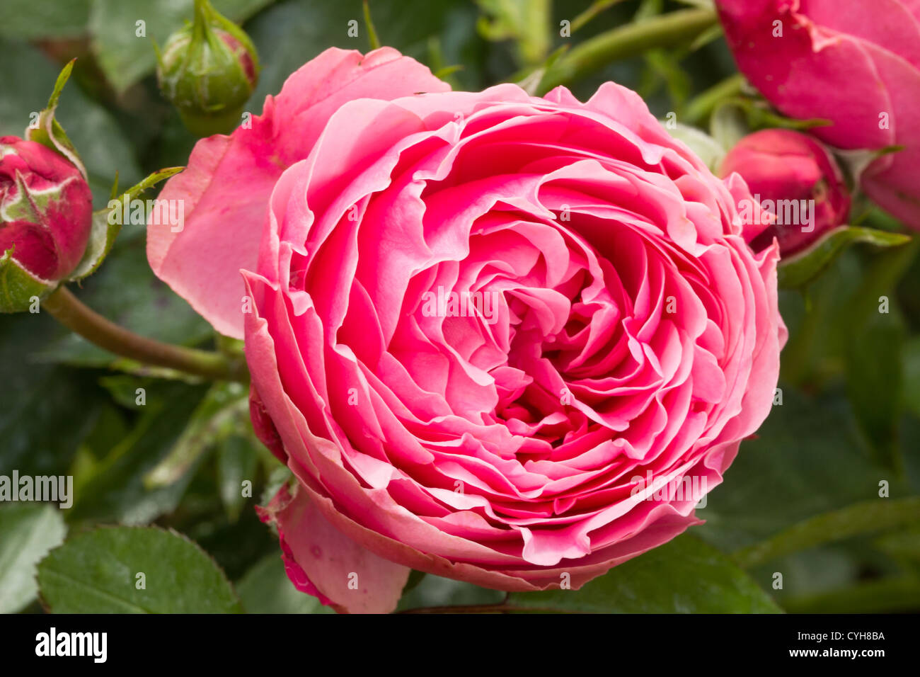 Rosa polyantha 'Leonardo da Vinci' // Rose 'Léonard de Vinci' Stock Photo
