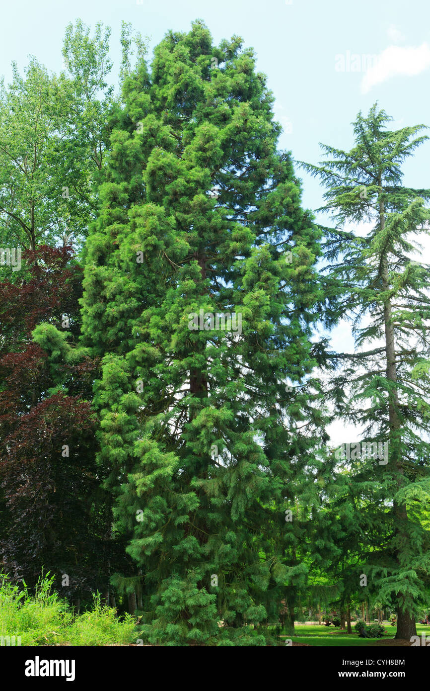 Giant sequoia, Sequoiadendron gigantea in a park Stock Photo