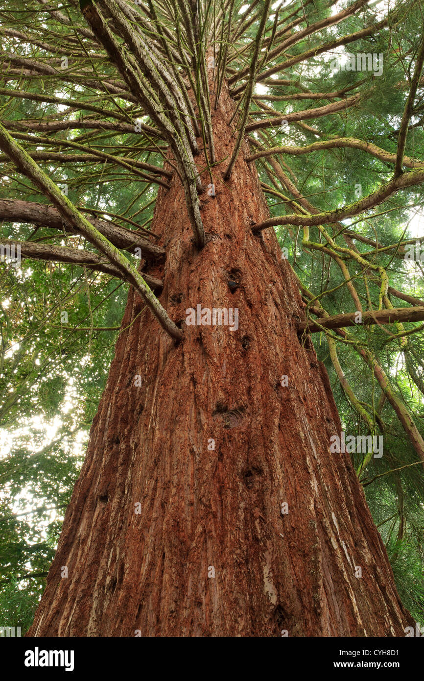 Sequoiadendron gigantea, trunk // Sequoiadendron gigantea, tronc Stock Photo