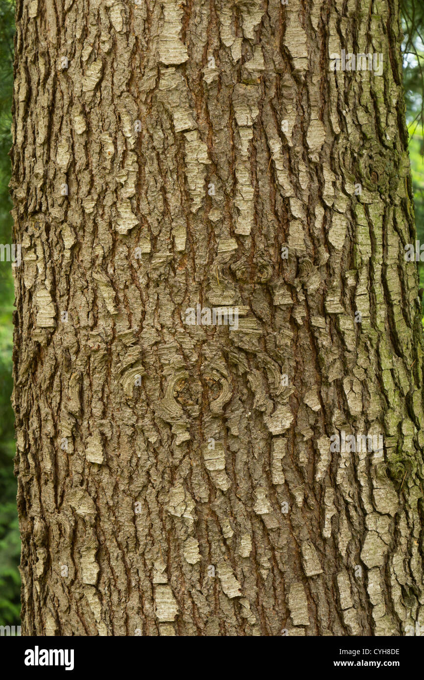 Trunk of deodar cedar (Cedrus deodara) // Tronc de cèdre (Cedrus deodara) Stock Photo