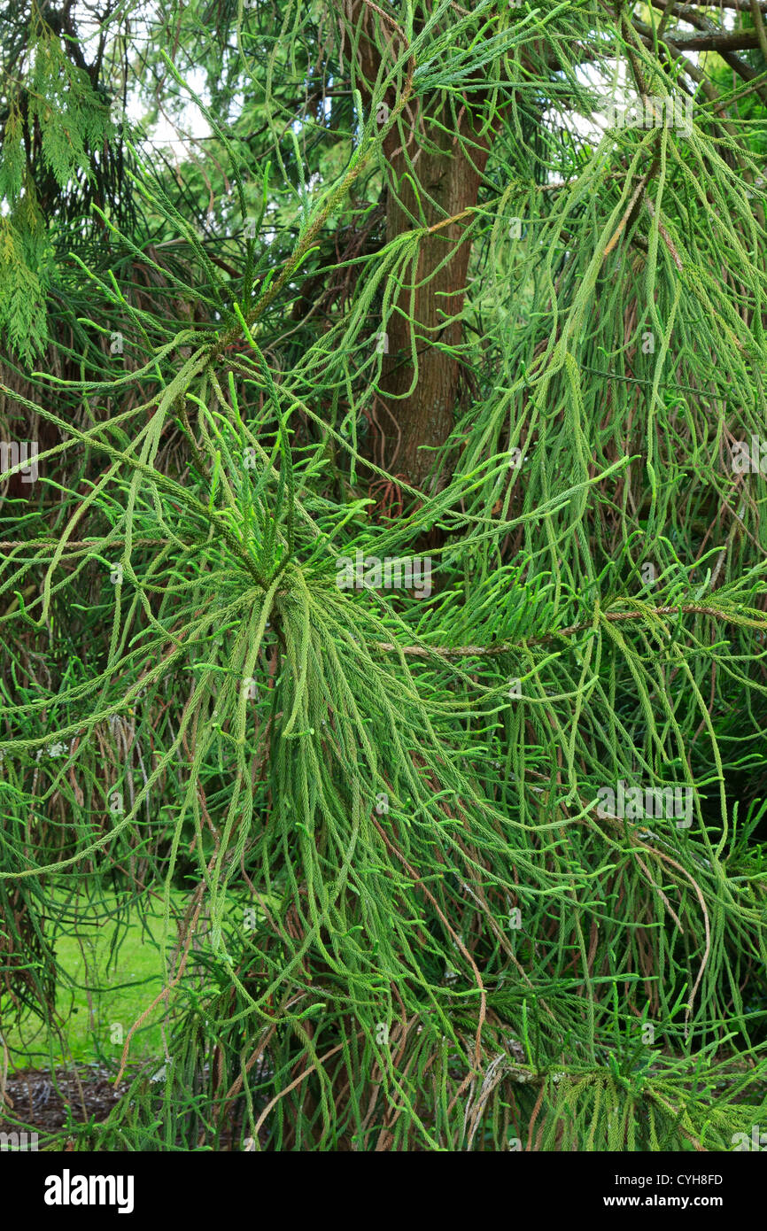 Japanese cedar 'Araucarioides', Cryptomeria japonica 'Araucarioides' //  cèdre du Japon 'Araucarioides', Cryptomeria Stock Photo