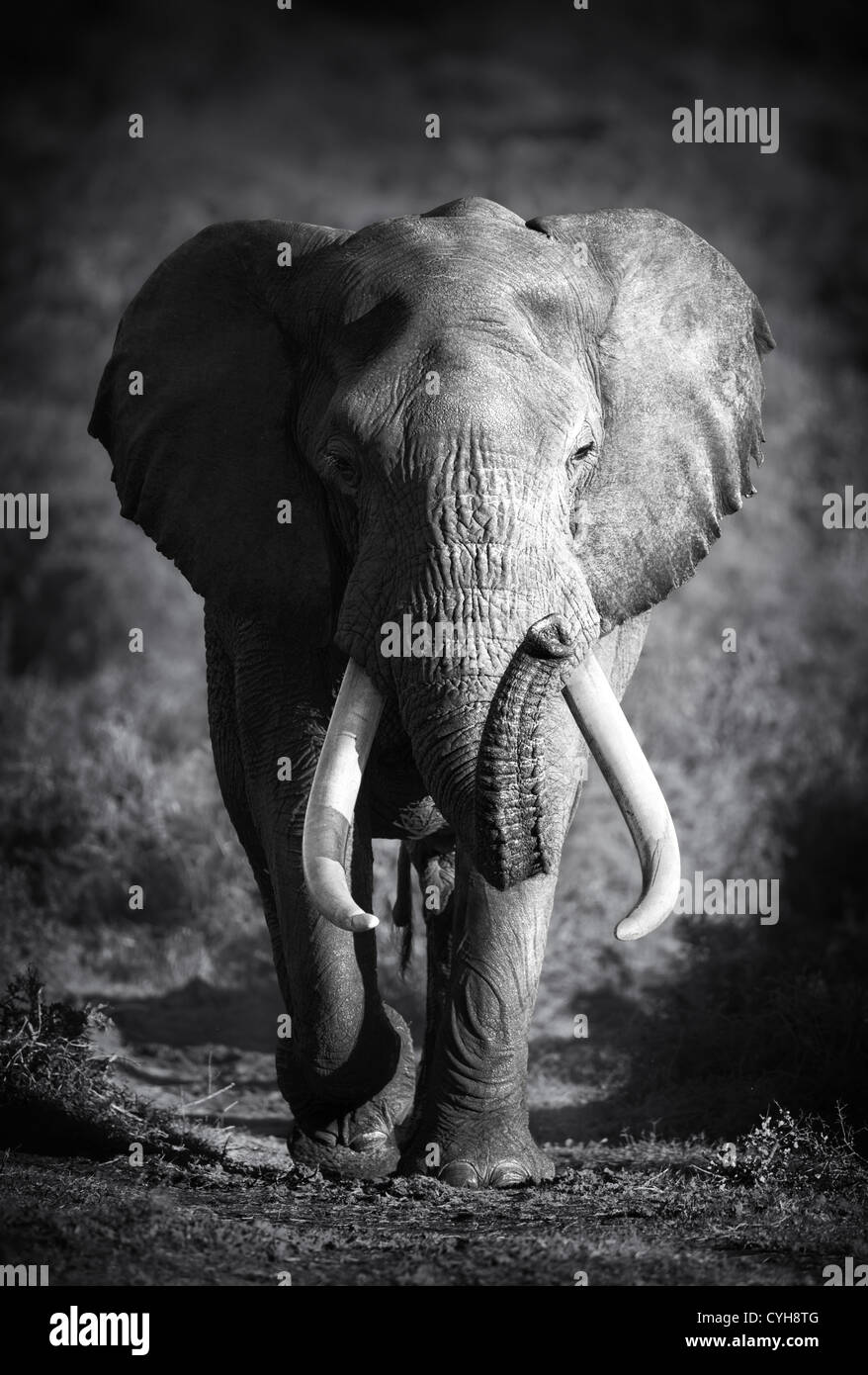 Large Elephant Bull Approaching (Addo Elephant Park) Stock Photo