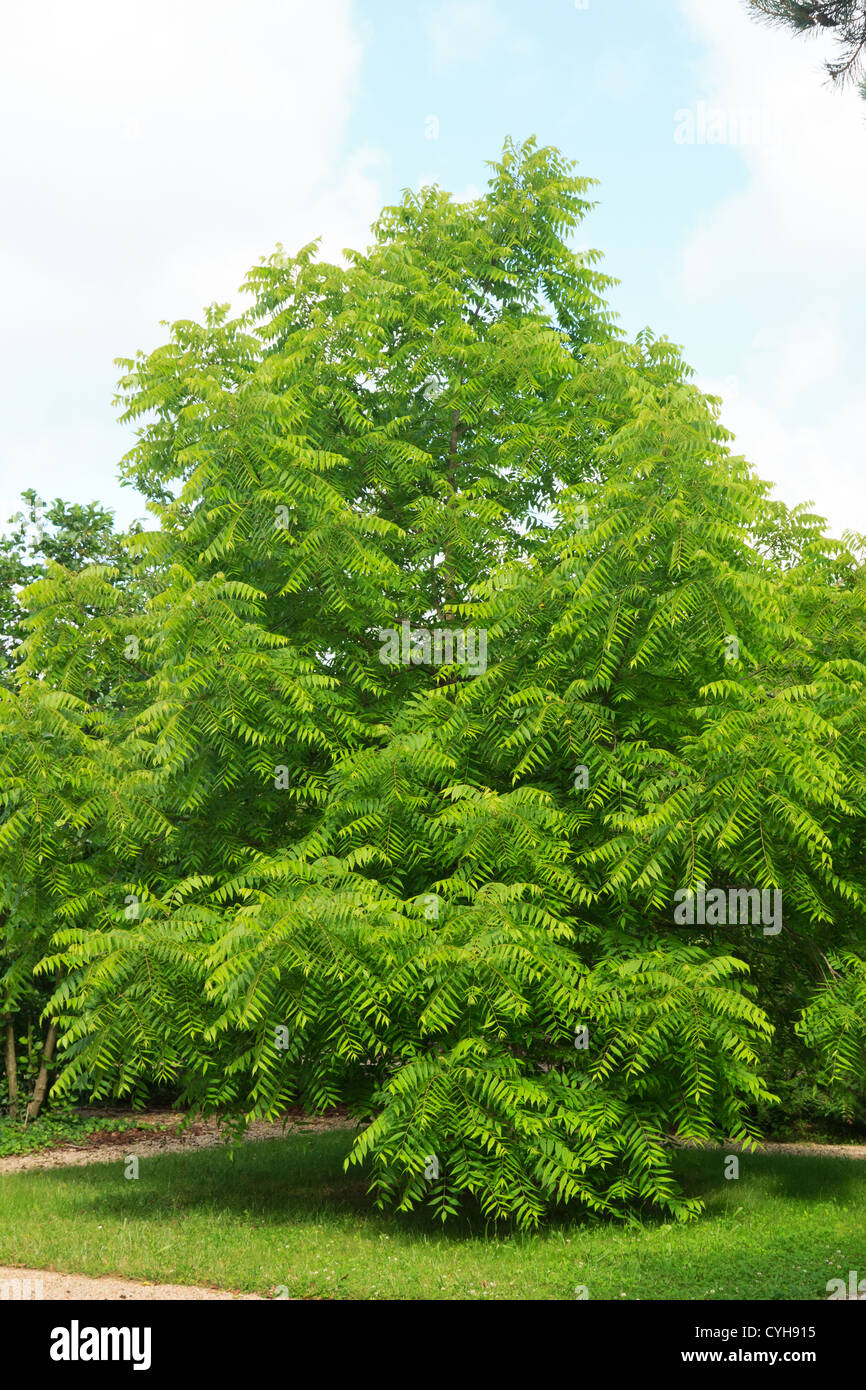 Eastern black walnut, Juglans nigra // Noyer noir, Juglans nigra Stock Photo