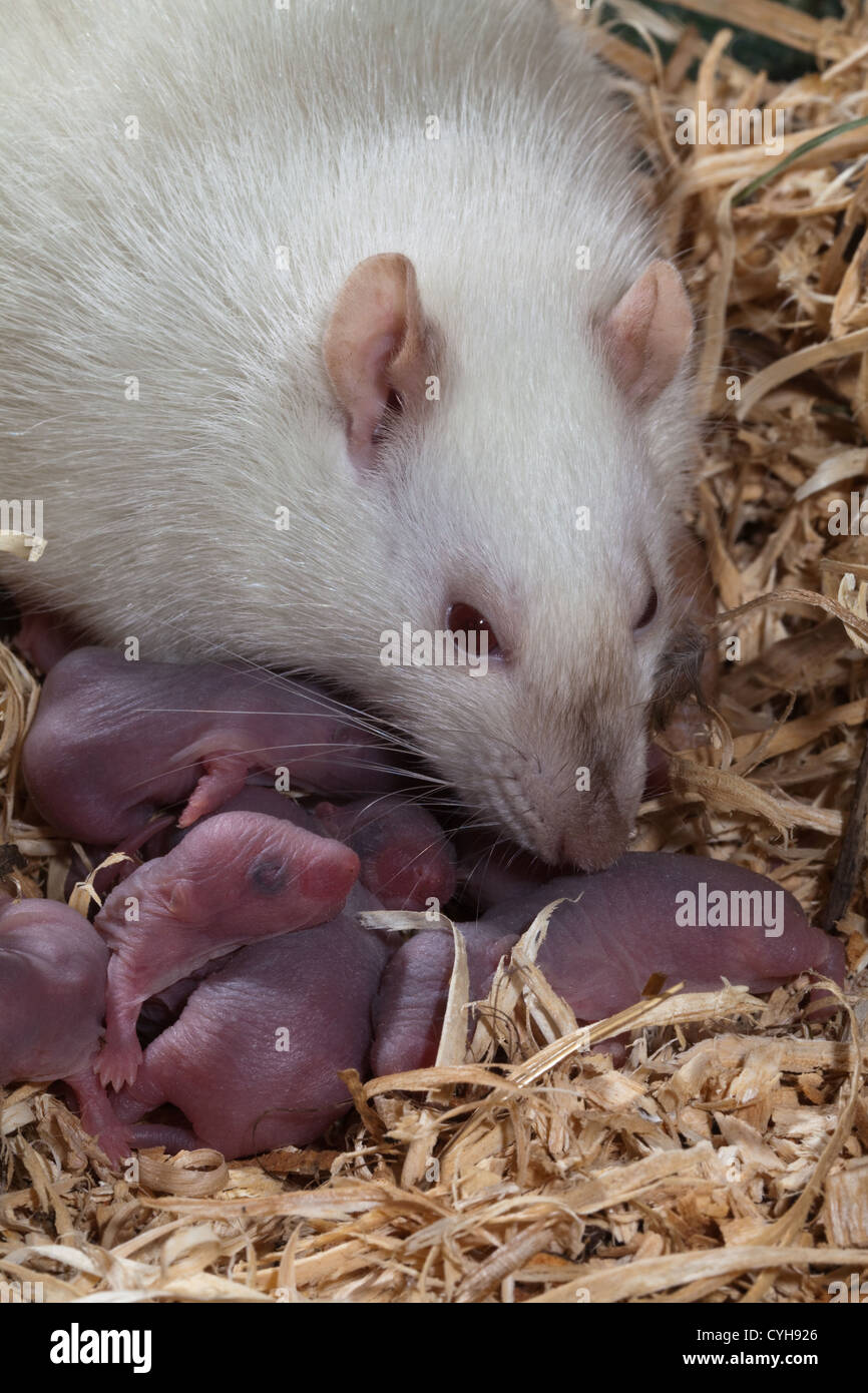 ALBONO WHITE RAT Rattus norvegicus. Mother with newborn young in nest. Stock Photo
