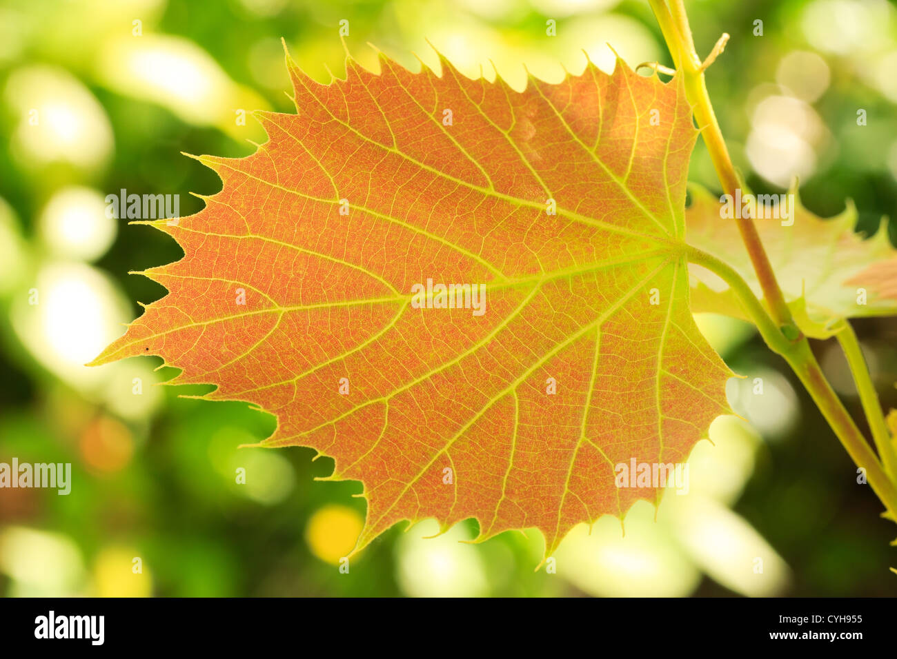 Young leaf of Henry's lime in spring ( Tilia henryana) // Tilleul de Henry, Tilia henryana, jeune feuille Stock Photo