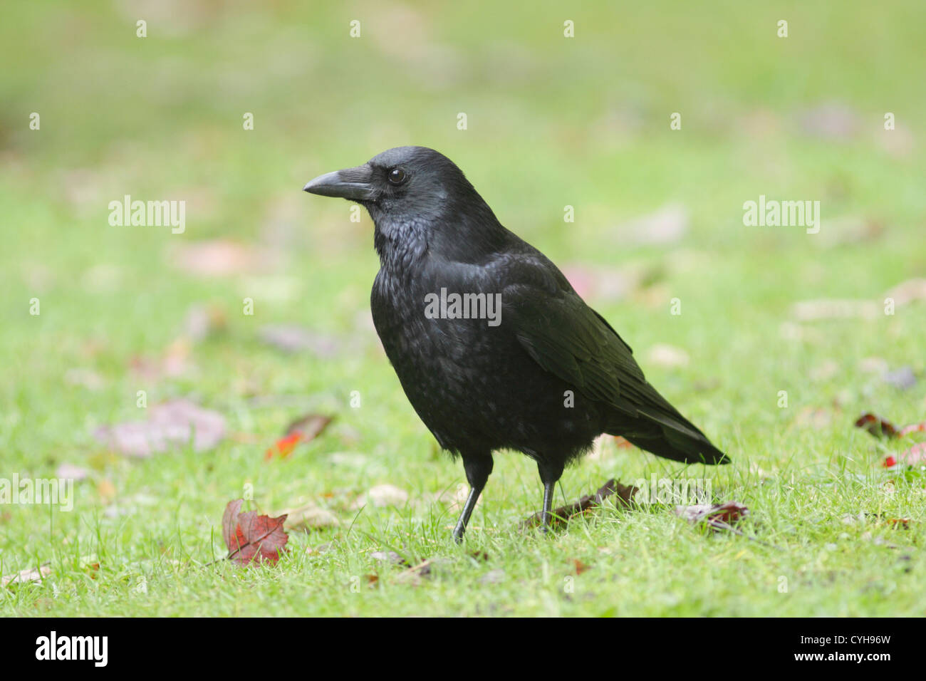 Golden crow hi-res stock photography and images - Alamy