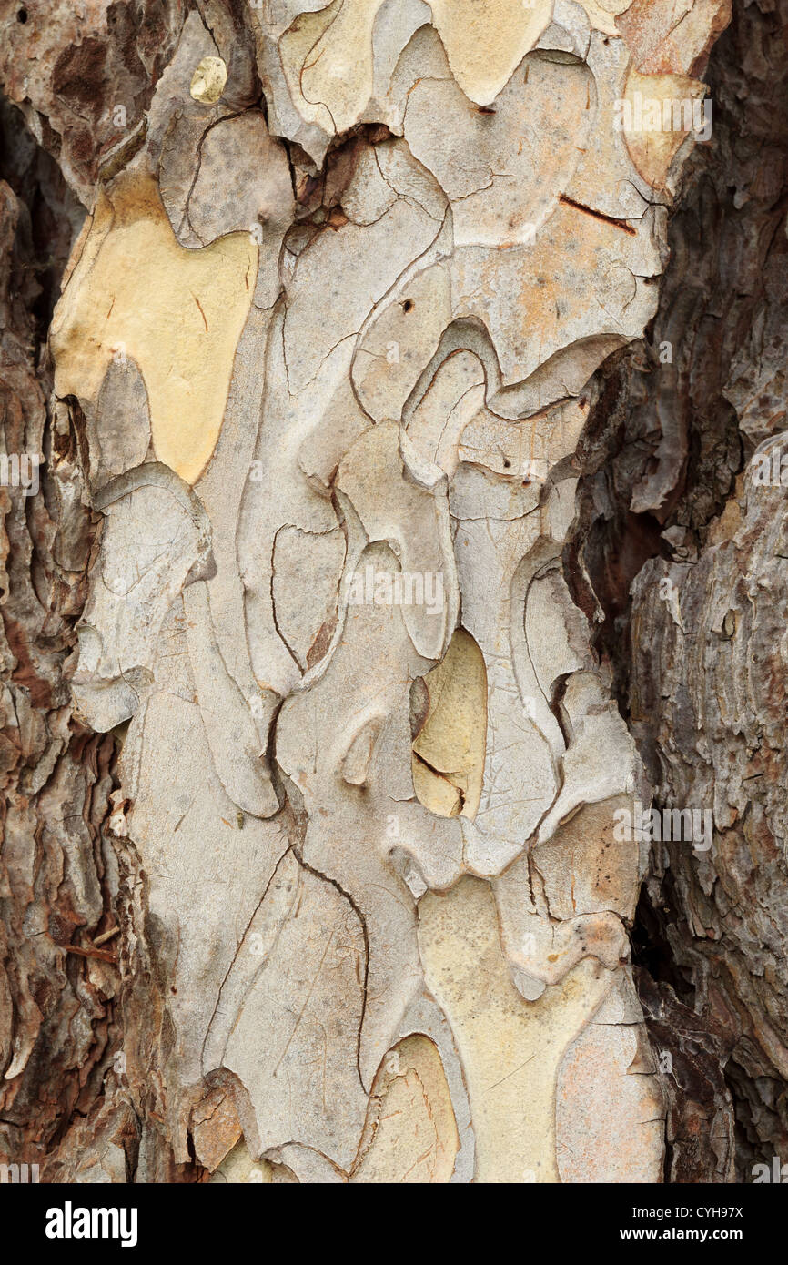 bark of Corsican Pine, P. nigra subsp. salzmannii var. corsicana (syn. Pinus nigra subsp. laricio, Pinus nigra var. maritima) Stock Photo