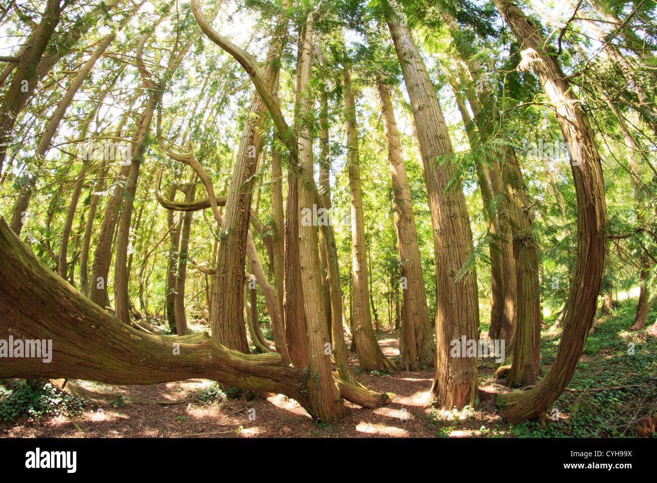 France, Arbofolia, old Thuja plicata or Western Redcedar with 80 trunks (extanding by natural marcottage) Stock Photo