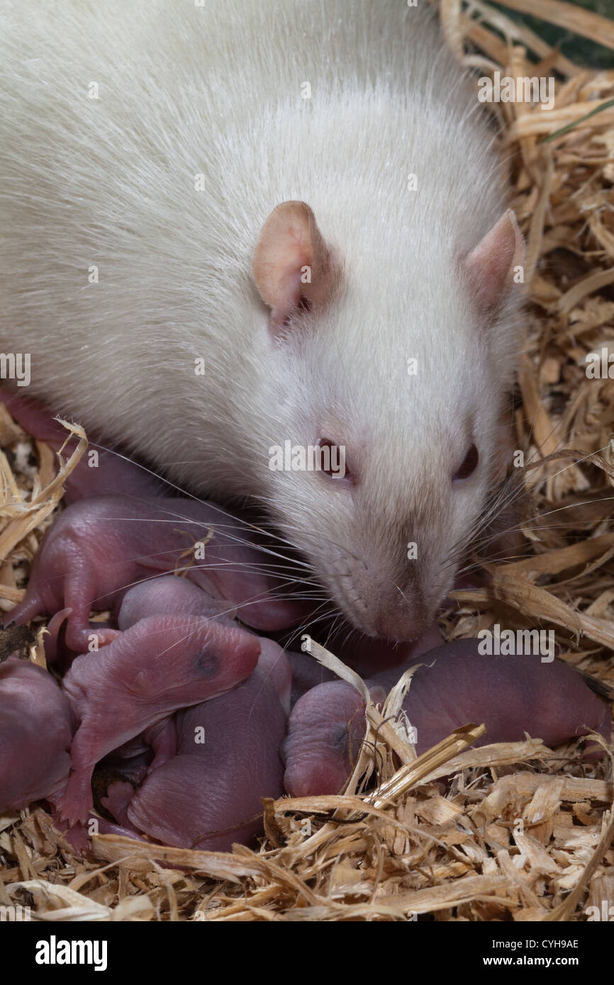ALBONO WHITE RAT Rattus norvegicus. Mother with newborn young in nest. Stock Photo
