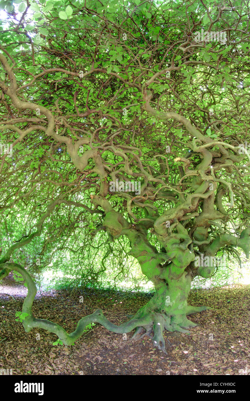 Dwarf Beech, Fagus sylvatica Tortuosa Group or 'Fau de Verzy' (France, Arbofolia) //  Arbofolia, hêtre tortillard fau de Verzy Stock Photo