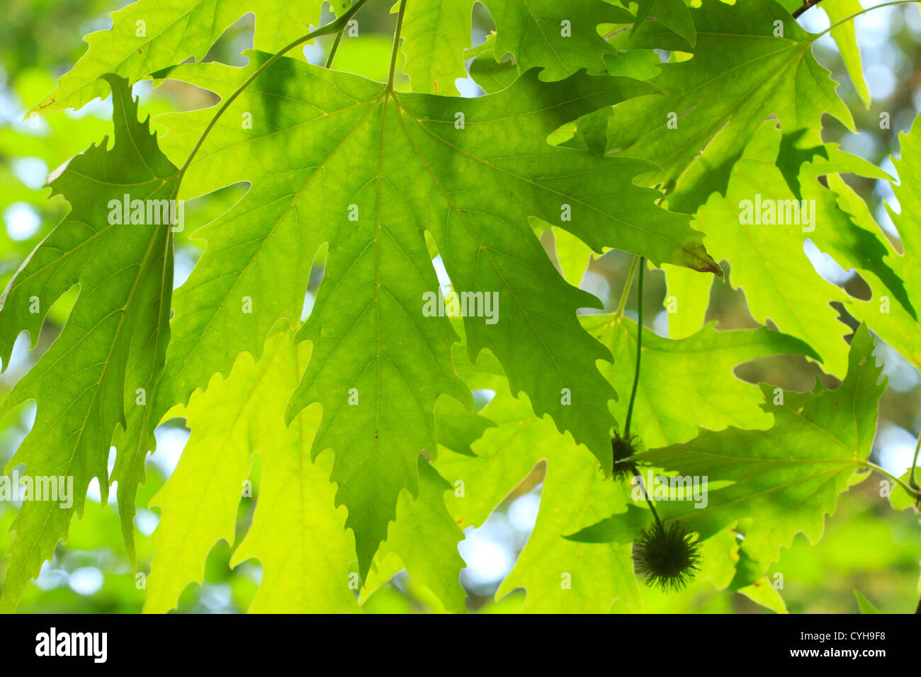 Leaves of a Oriental plane with leaf fingered (Platanus orientalis var. digitata) // Platane d'Orient à feuilles digitées Stock Photo