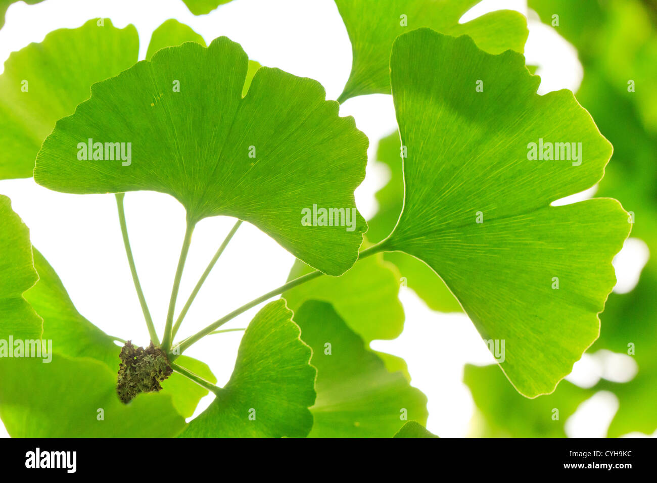 Ginkgo biloba leaves and branches // Ginkgo biloba, rameau et feuilles Stock Photo