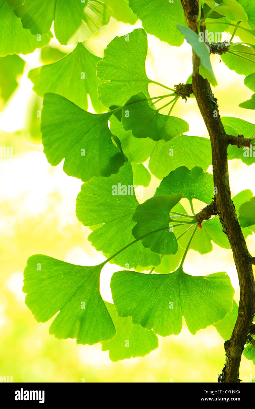 Ginkgo biloba leaves and branches // Ginkgo biloba, rameau et feuilles Stock Photo