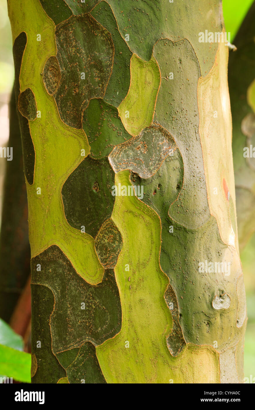 Bark of Pseudocydonia sinensis,Chinese Quince // Écorce du tronc d'un cognassier de Chine, Pseudocydonia sinensis Stock Photo