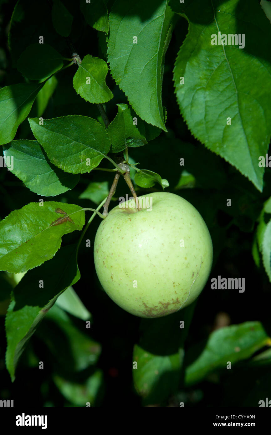 golden delicious apple on branch Stock Photo