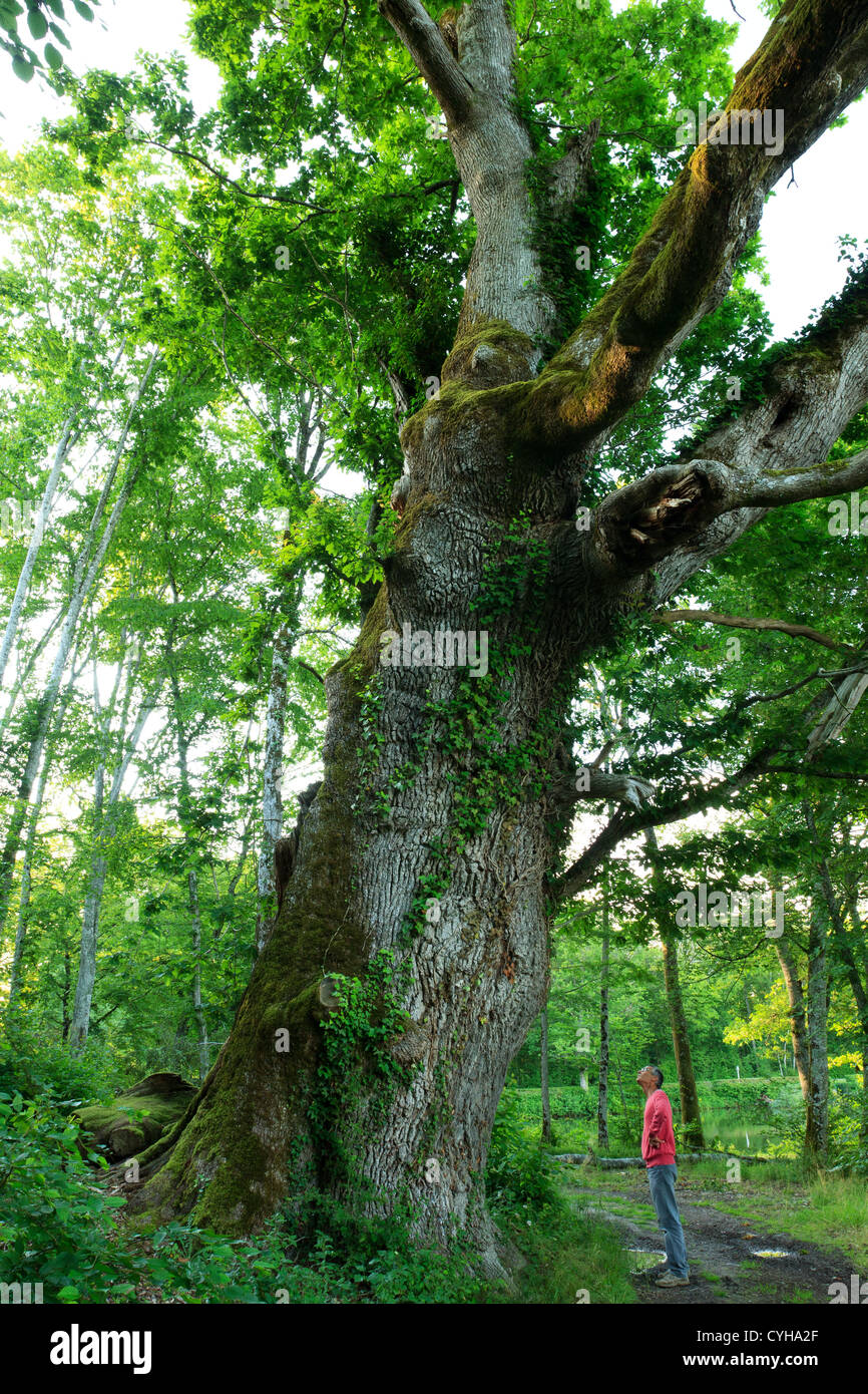 Remarkable oak, France, Cher, park of Verrerie castle Stock Photo