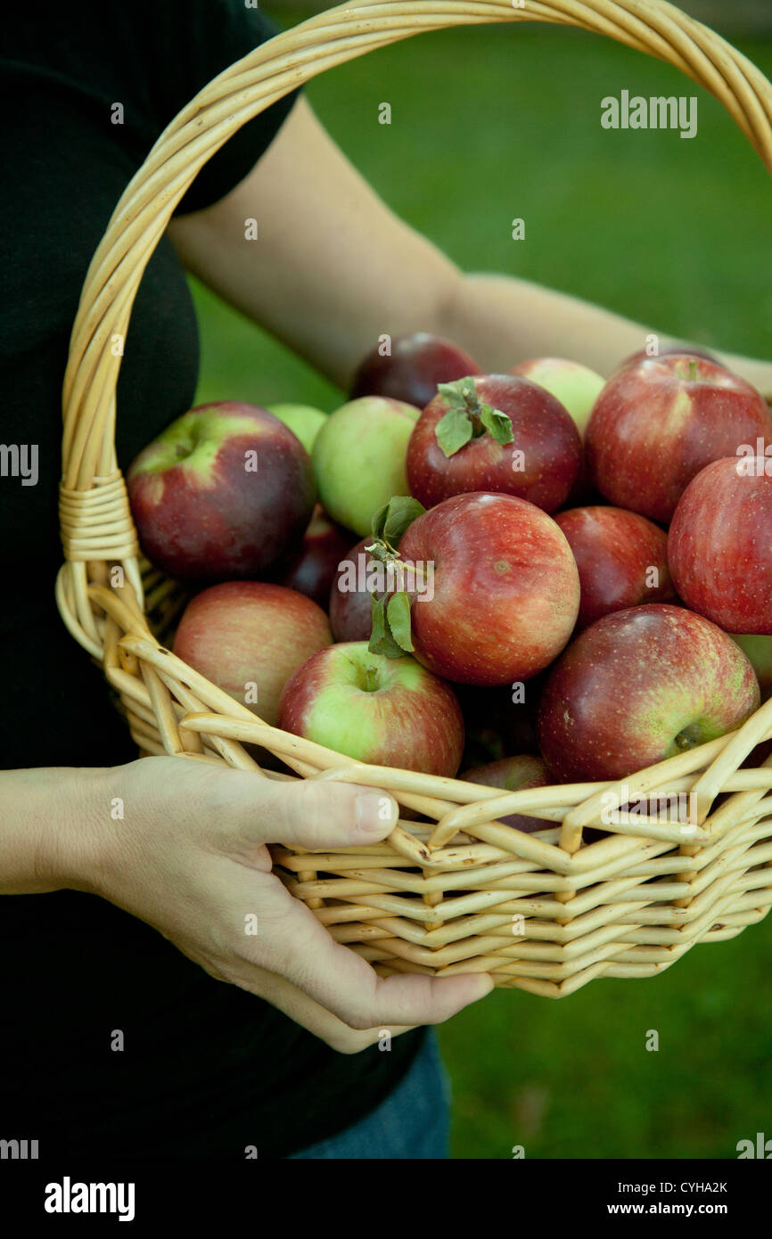 Woman holding basket of apples Stock Photo - Alamy