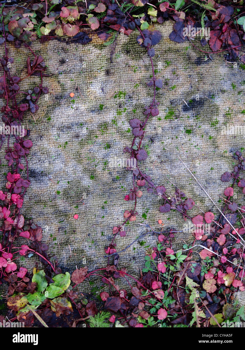 old carpet close-up with autumn plants Stock Photo