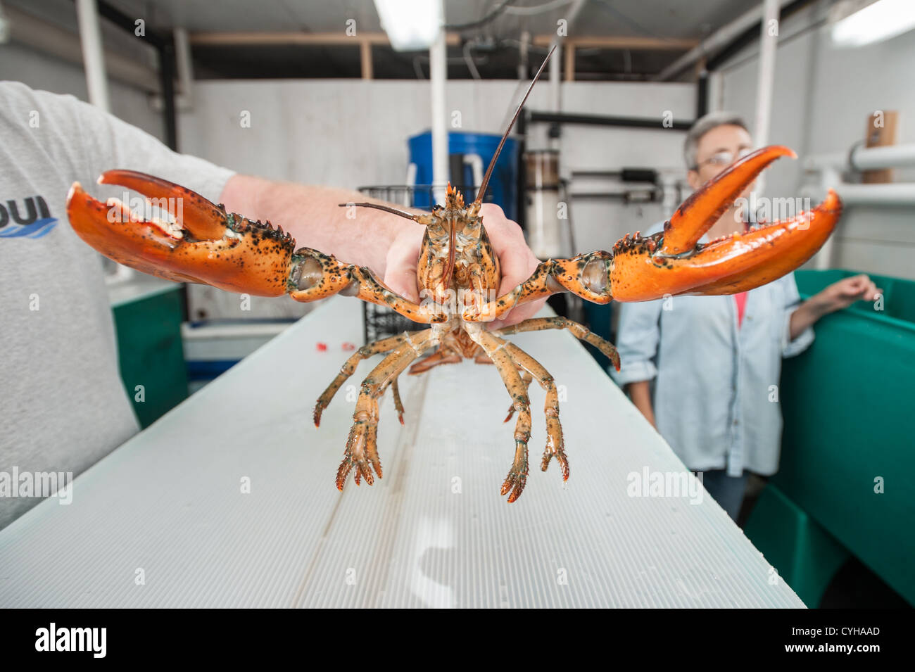 Scientist's hand holding a lobster in aquatic research lab Stock Photo