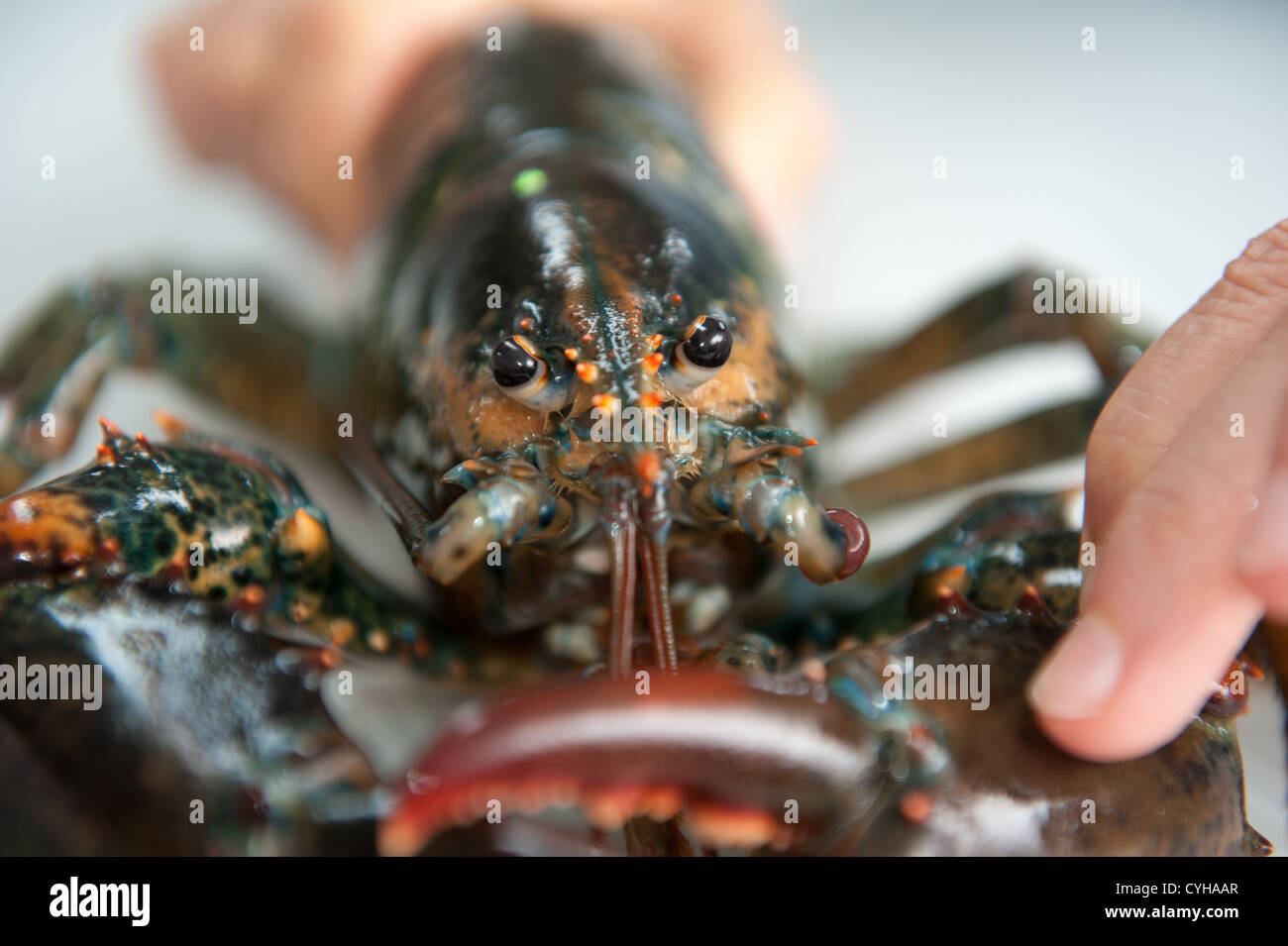Scientist's hand holding a lobster in aquatic research lab Stock Photo