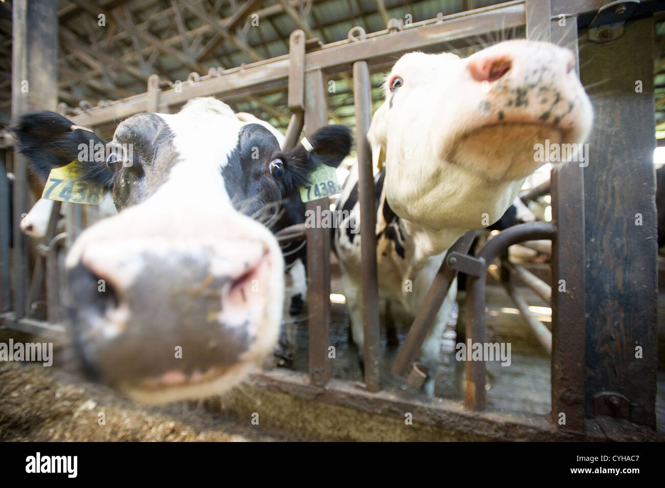 Dairy cows in a stable inside barn Stock Photo