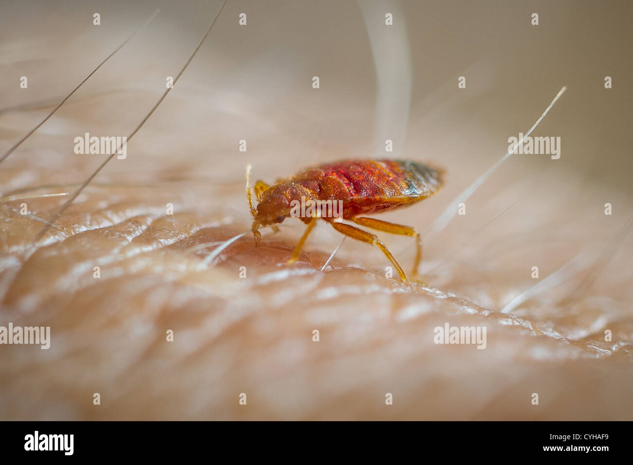 Bed bug hires stock photography and images Alamy