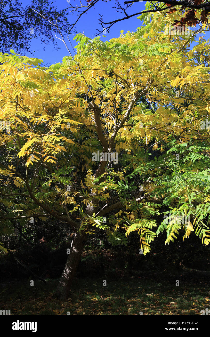Japanese walnut Juglans ailanthifolia tree Stock Photo