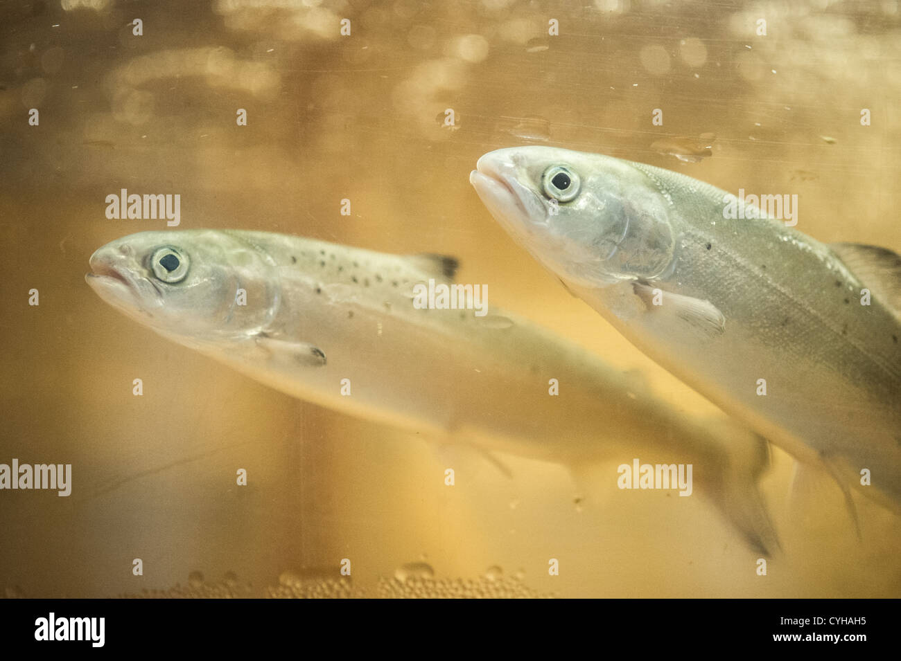 Salmon in an aquatics lab Stock Photo