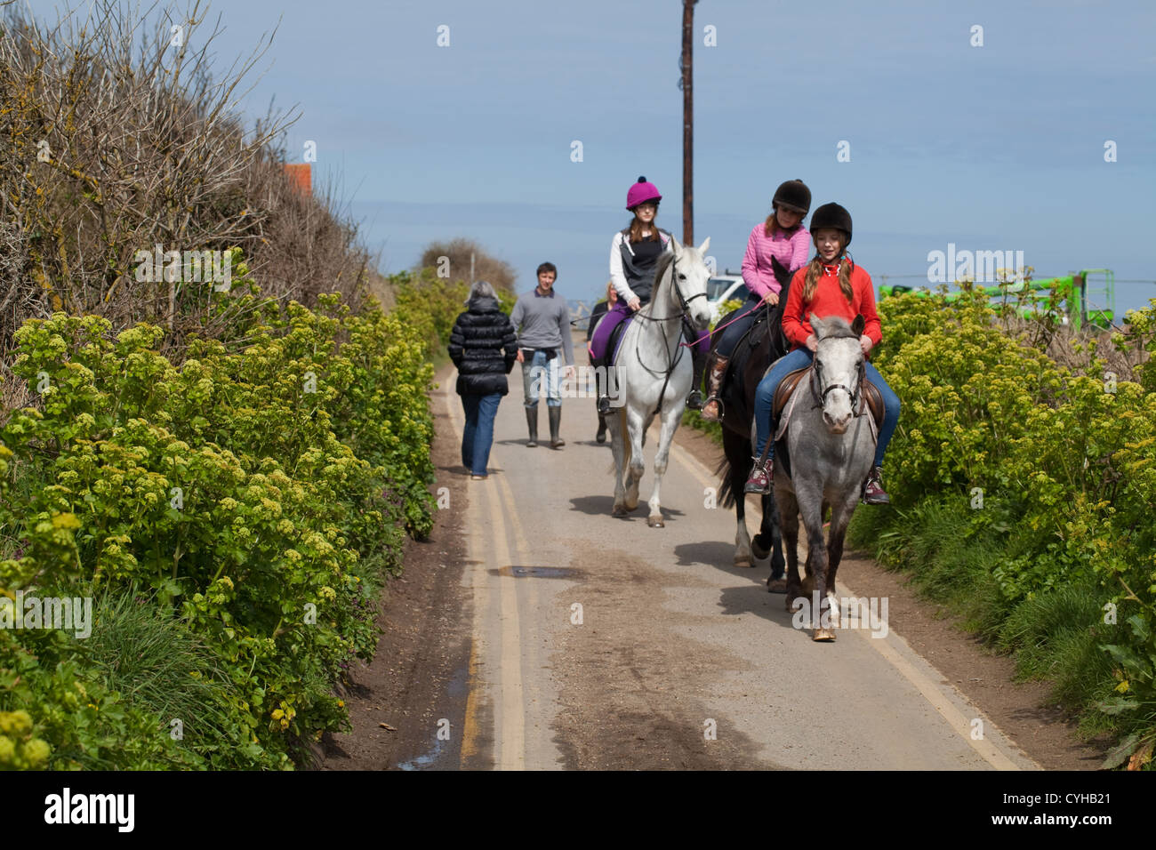 Riding, Happisburgh coastal path. Norfolk. Alexanders in flower alongside both sides of the road. Stock Photo