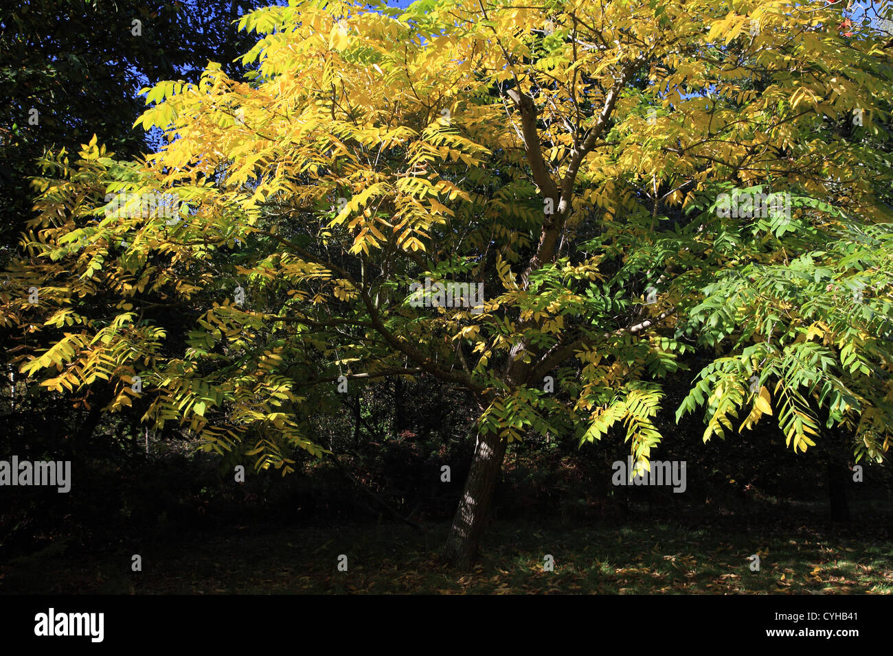 Japanese walnut Juglans ailanthifolia tree Stock Photo