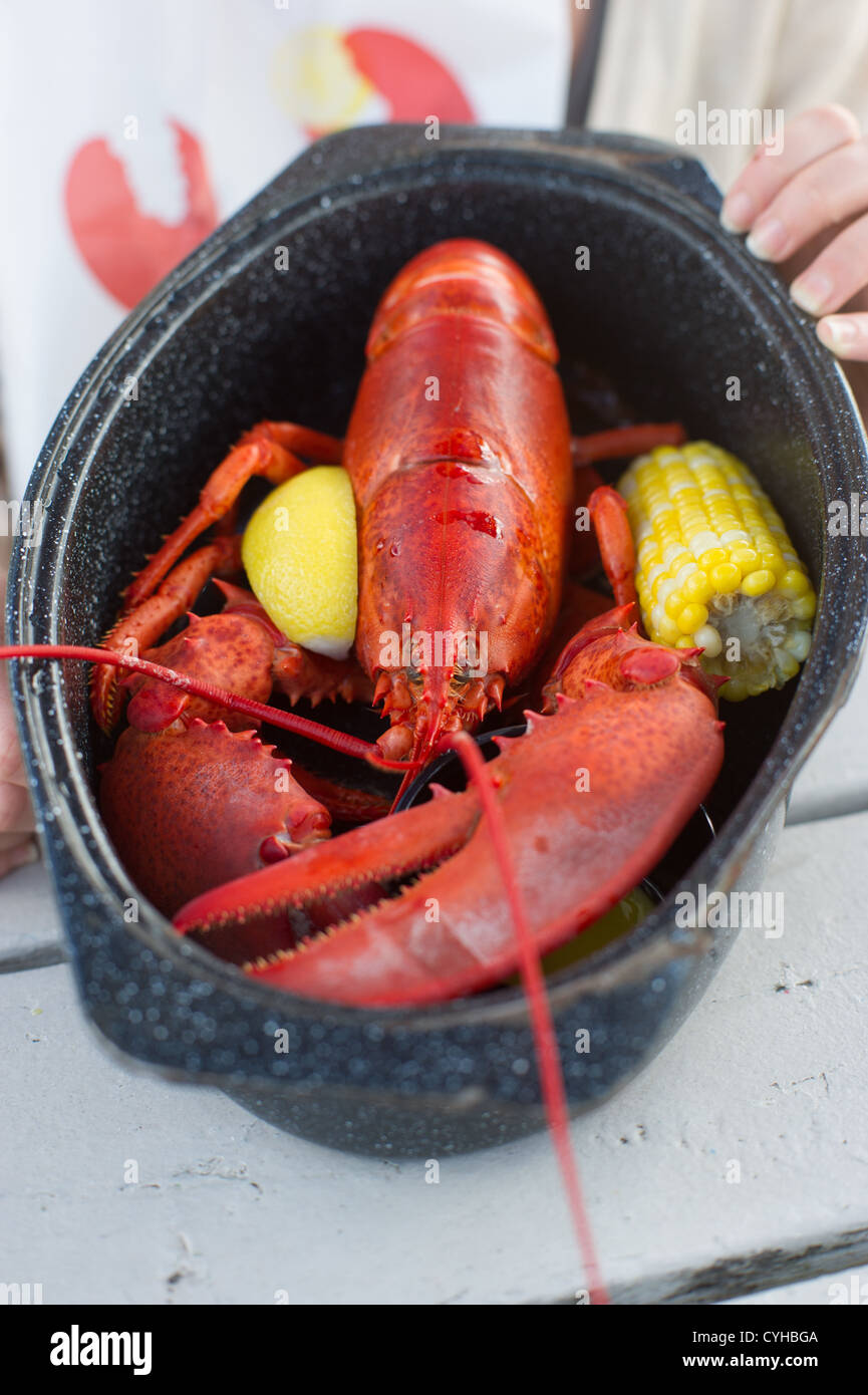 Cooked lobster dish in Bar Harbor ME Stock Photo