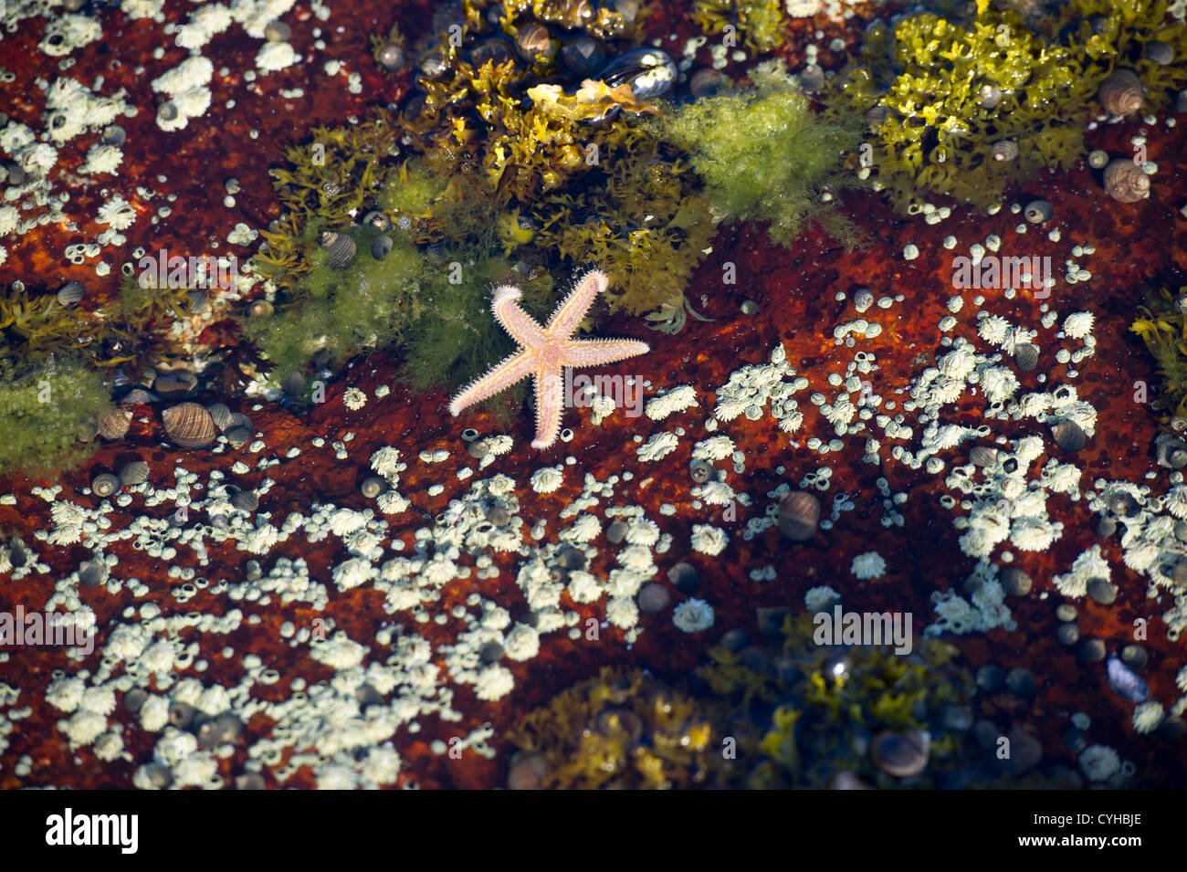 Starfish and plant life on coast of Acadia National Park Stock Photo