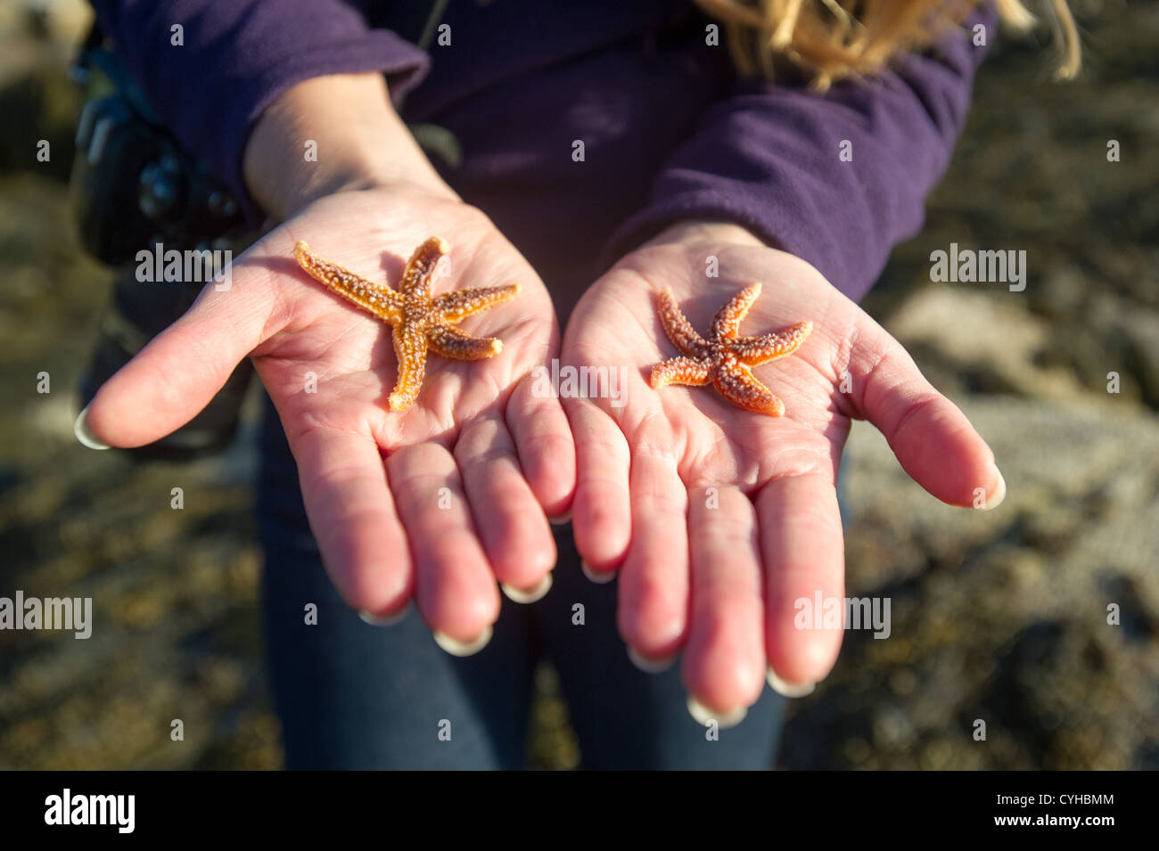 Starfish held in palm of hand on coast of Acadia National Park Stock Photo