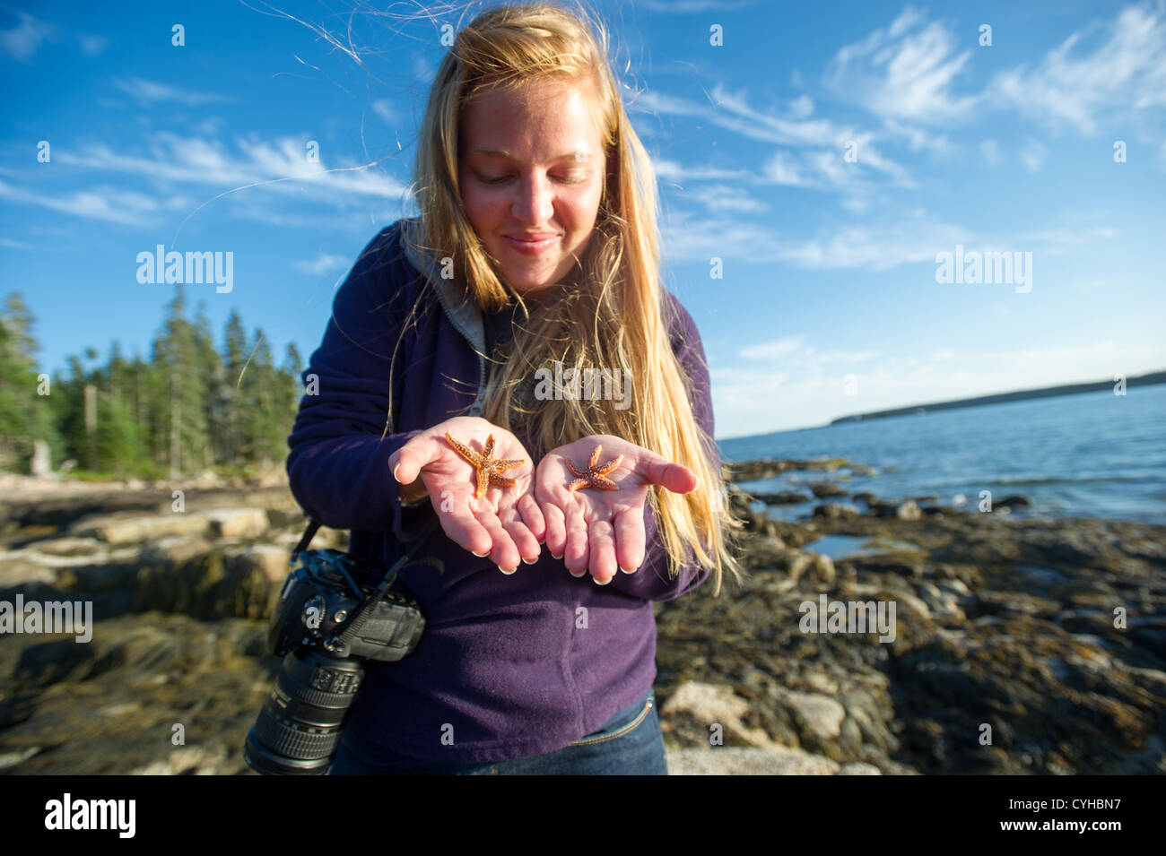 Starfish held in palm of hand on coast of Acadia National Park Stock Photo